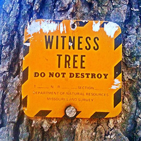 Orange Witness Tree Sign